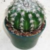 discocactus_insignis